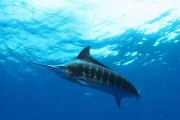 大西洋蓝吊的饲养方法（让你轻松打造家庭水族馆）