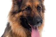 德国牧羊犬——品种特征与价格揭秘（了解正宗德国牧羊犬的外貌与价值）