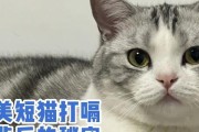 猫为什么会打嗝呕吐？（探索猫咪打嗝呕吐的原因和解决方法）