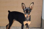 小型犬的好养之道（了解小型犬的特点，让它们更健康快乐）