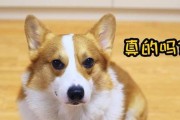 为什么不要养柯基犬？（探究柯基犬不适合养作为宠物的原因）