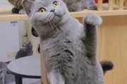以英短蓝猫好饲养的优势与劣势（了解蓝猫的特点与挑战，营造它们的理想家庭）