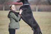 选择适合家庭的大型犬品种（了解哪些大型犬易于饲养）