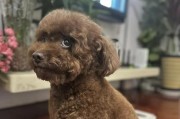 狗狗生产后多久可以洗澡？（了解正确的时间和方法，为你的宠物提供适当的护理）