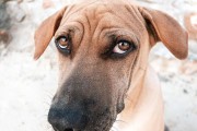以额头有三角形的狗——中国冠毛犬的独特之处（探索中国冠毛犬的独特头型及其背后的遗传机制）