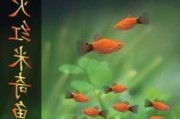 斑马贝的饲养方法（打造健康稳定的斑马贝水族箱）