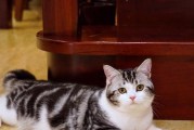 美国短毛猫的饲养方法：如何让你的猫咪健康快乐
