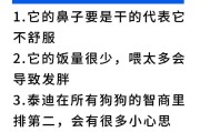 养泰迪犬的七大误区，你犯了吗？（了解泰迪犬的基本知识，正确养护你的宠物）
