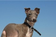 如何科学饲养意大利灵缇犬（详解意大利灵缇犬的饲养方法）