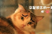 猫咪的定时定量饮食习惯的重要性（为什么猫咪不能饿三四天？养成良好饮食习惯的关键）