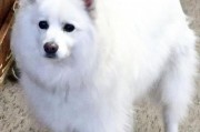 美国爱斯基摩犬的饲养秘籍（关爱你的爱斯基摩犬，享受美好生活）