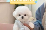 比熊犬缺营养的六种情况，你注意到了吗？（揭示比熊犬缺钙的症状与表现，保证宠物健康）