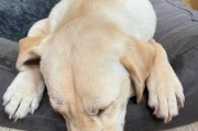 狗狗骨折后何时能行走？（了解狗狗骨折康复的时间线与关键因素）