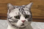 小猫关笼子里叫得好凶，原因竟是…（探寻小猫关笼子里叫得凶的内在需求）