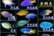 六盾锯尾吊的饲养方法（如何正确饲养六盾锯尾吊？）
