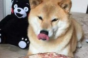 为什么动物可以吃生肉？（揭秘动物食性的生理和进化原因）