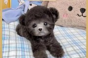 冬天饲养泰迪犬的注意事项（泰迪犬是否怕冷？如何保暖饲养？）