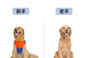为什么大家讨厌金毛？（深入探讨金毛犬引起争议的原因）