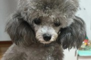 大多数人喜欢养什么宠物？（探索人们常见的宠物选择及其养育之道）