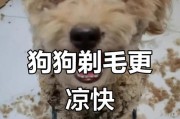 狗的理发频率对健康的影响（了解适合狗狗的理发频率，让它们更加健康快乐）