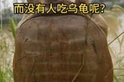 乌龟的饮食需求及适宜食物选择（了解乌龟的食性和喜好，为宠物提供合适的饮食）