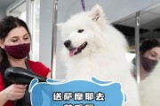 以萨摩耶多久剪毛？（探索适合萨摩耶的理想剪毛周期）