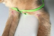 金毛犬掉毛异常怎么办？（了解原因，采取正确措施，让金毛恢复健康）