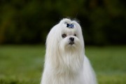 狗的世界（探索狗的独特魅力，从红敖、藏獒到藏猎犬，与你一同领略）