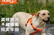 选择适合雪纳瑞犬的狗绳，让散步更愉快