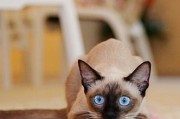 探秘白手套暹罗猫的神秘魅力（白手套暹罗猫的外貌特征、个性特点、饲养技巧和培养方法）