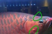 龙鱼养殖之泡水时间的最佳选择（探讨龙鱼泡水时间的重要性和最佳策略）