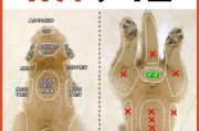 狗狗训练（探索狗狗训练的最佳时间和方法）