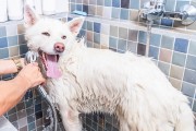 刚生完狗多久能洗澡？（狗狗新生儿的洗澡时间和注意事项）