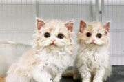 塞尔凯克卷毛猫饲养全攻略（探索猫咪世界，与你的猫咪共度美好时光）