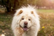 选择适合好饲养的中型犬（挑选适合家庭的中型犬，打造幸福共处生活）