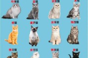 猫的世界（了解猫咪世界的多样性与美丽）