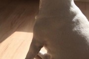 狗狗可以吃猪肉吗？（猪肉能否成为狗粮的主要成分）