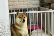 柴犬毛病多多，相貌却敦厚（一只爱乱拉爱咬人的柴犬）
