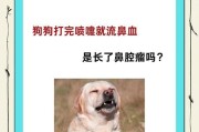狗狗打喷嚏的原因及治疗方法（了解狗狗打喷嚏的原因，有效治疗关键在于选对药物）