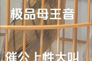 画眉鸟大叫需要多久？（探究画眉鸟发出大叫的时间周期及相关影响因素）