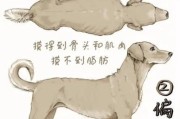 如何分辨狗狗的胖瘦？（全面盘点最准确的狗狗标准体重表）