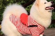 优雅与力量并存——赏析中型犬的美丽（中型犬种类众多，以哪些品种为代表？）