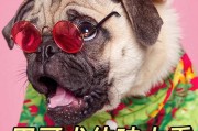 为什么八哥犬的体味比较大？（探究八哥犬体味的原因与解决方法）