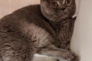 猫咪洗澡的最佳地点及注意事项（寻找适合猫咪洗澡的地方和正确的洗澡方法）