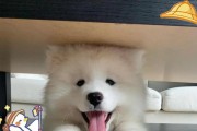 养一只萨摩耶的月度开销（了解养一只萨摩耶需要的开销和成本）