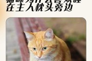 猫咪的梦幻睡眠（猫咪的睡眠习惯和睡眠周期的研究）