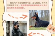 剪耳对杜宾犬的影响（为什么杜宾犬剪耳成为常见做法？）