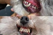 泰迪犬换牙的时间表（了解泰迪换牙周期，照顾好它的口腔健康）