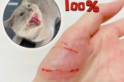 被猫咬了潜伏多久会有问题？（猫咬伤后的时间延迟有哪些影响？）