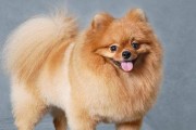 博美犬饲养指南（从萌宠到成熟，掌握这些技巧让你轻松养狗）